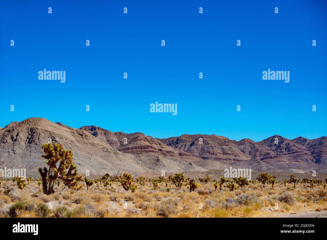 USA, Nevada, Crystal Springs, Basin and Range National Monument, Joshua Tree Forest Stockfoto