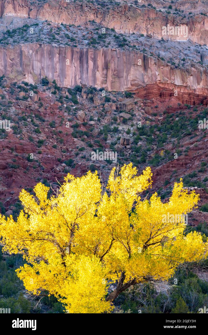 USA, New Mexico, Jemez River Valley. Klippe und Cottonwood Baum im Herbst. Stockfoto