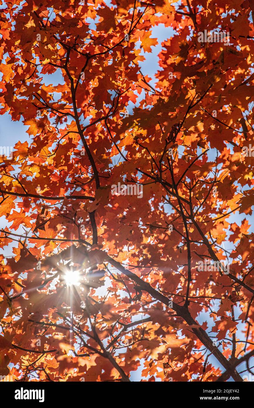 USA, New Mexico, Cibola National Forest. Hintergrundbeleuchtetes Ahornblatt im Herbst. Stockfoto