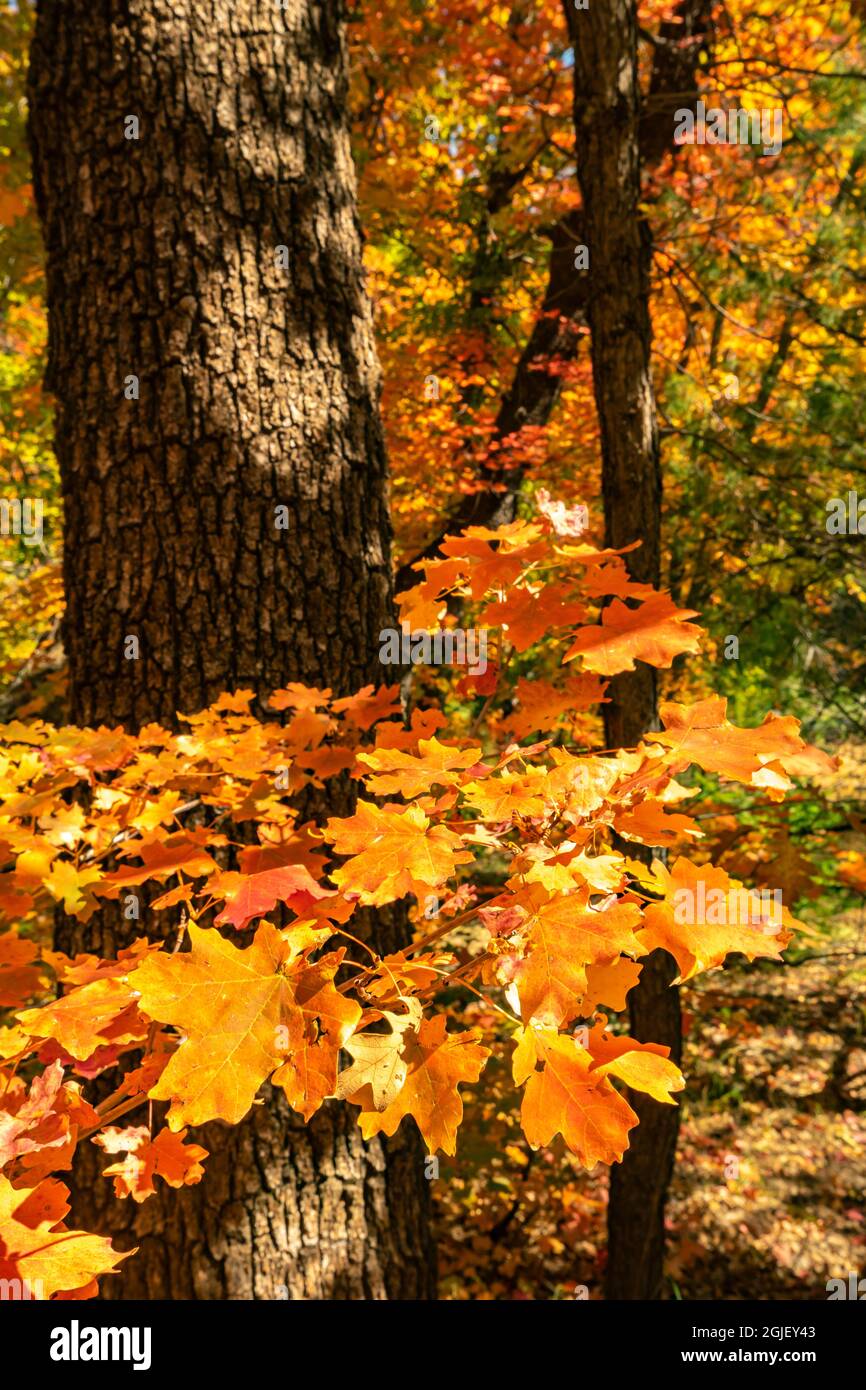 USA, New Mexico, Cibola National Forest. Ahornbaum und Blätter im Herbst. Stockfoto