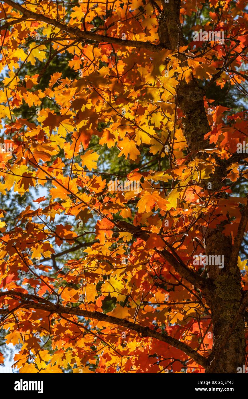 USA, New Mexico, Cibola National Forest. Hintergrundbeleuchtetes Ahornblatt im Herbst. Stockfoto