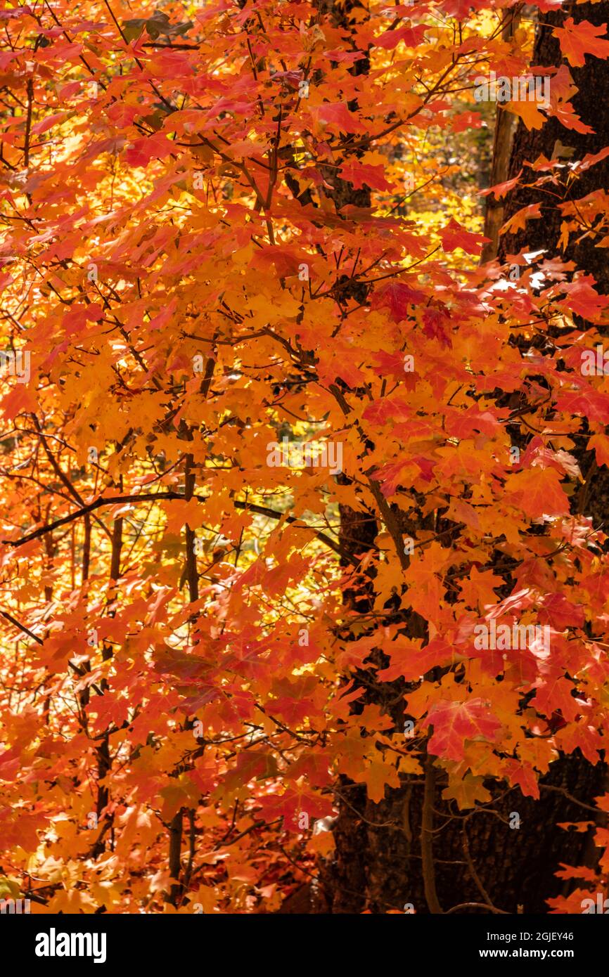 USA, New Mexico, Cibola National Forest. Ahornblätter im Herbst. Stockfoto