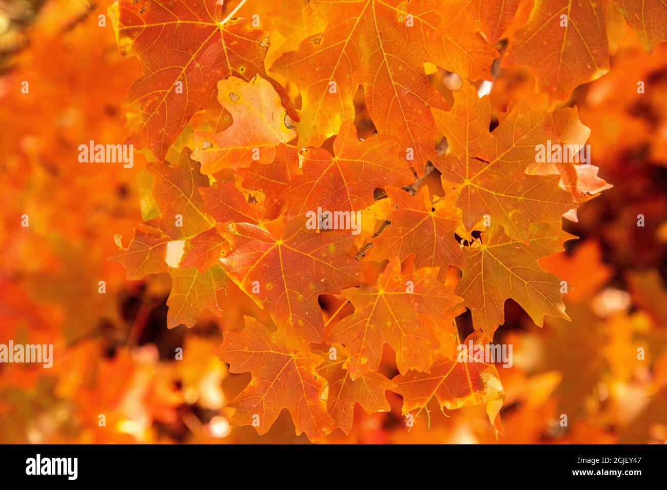 USA, New Mexico, Cibola National Forest. Nahaufnahme der Ahornblätter im Herbst. Stockfoto