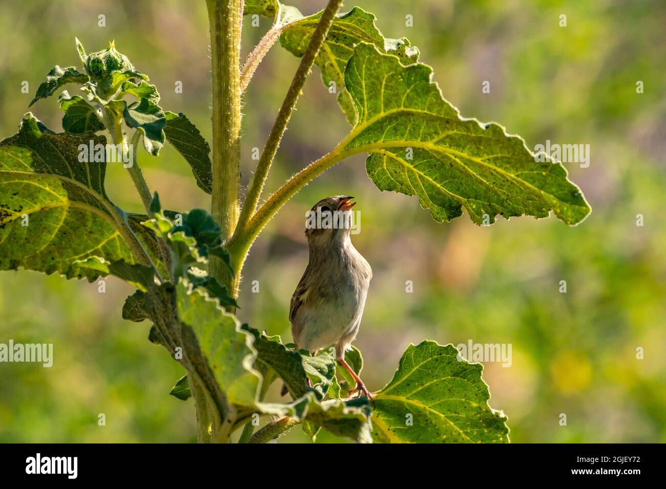 USA, New Mexico. Lerchensperling auf Sonnenblumenpflanze. Stockfoto