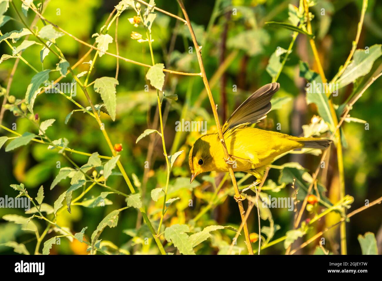 USA, New Mexico. Wilsons Waldsänger im Busch. Stockfoto