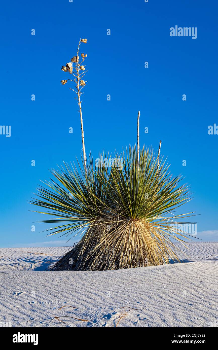 USA, New Mexico. Heimates Gras. Stockfoto