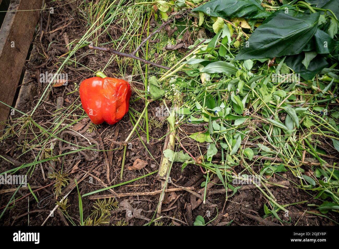 Am Samstag, den 28. August 2021, wird ein verzweifelter roter Pfeffer in einem Komposthaufen im Gemeinschaftsgarten gesehen. (© Richard B. Levine) Stockfoto