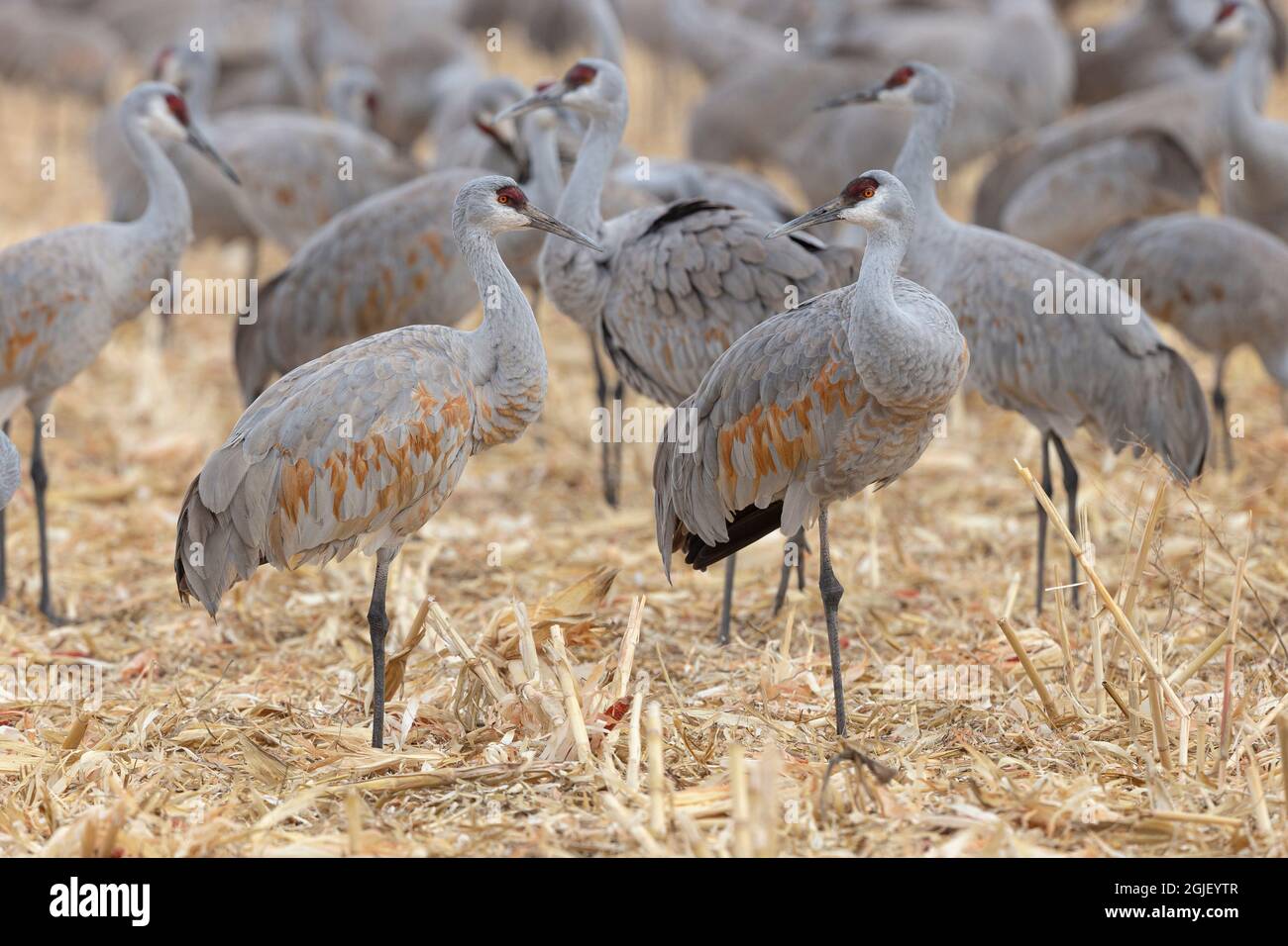 Sandhill Cranes versammelten sich in den Maisfeldern des Bernardo Wildlife Area, New Mexico, bevor sie für den Frühling nach Norden wanderten Stockfoto