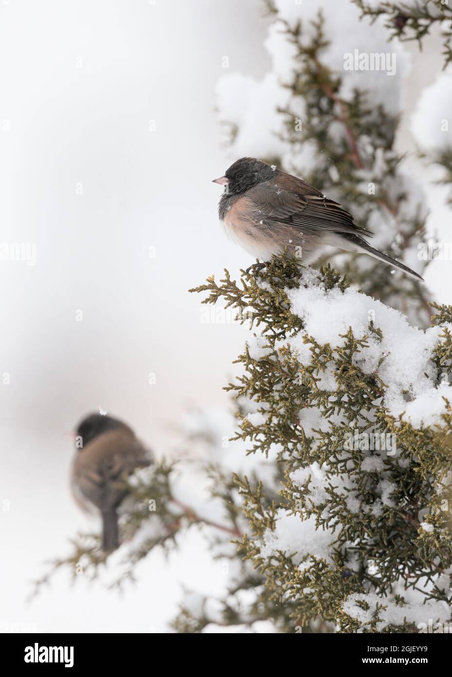 Ein Paar dunkeläugiger juncos während des Schneeereignisses, Junco hyemalis, East Mountains von New Mexico Stockfoto