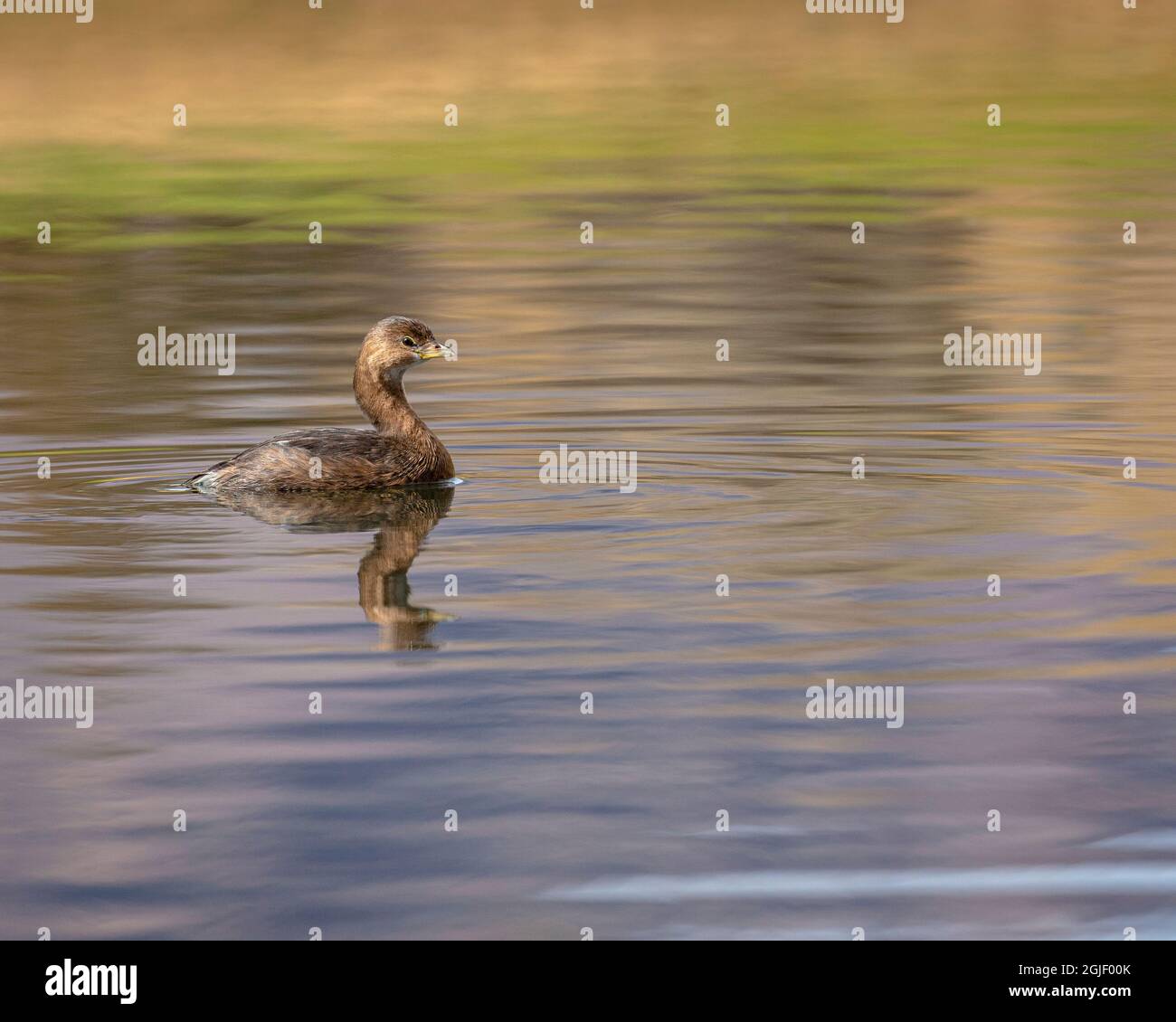 Rattenschnabeltaube, Podilymbus podiceps, New Mexico Stockfoto