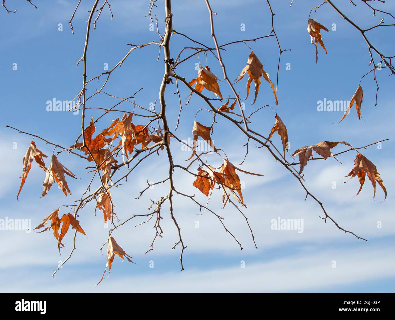 Jahreszeiten ändern sich, Blätter, New Mexico Stockfoto