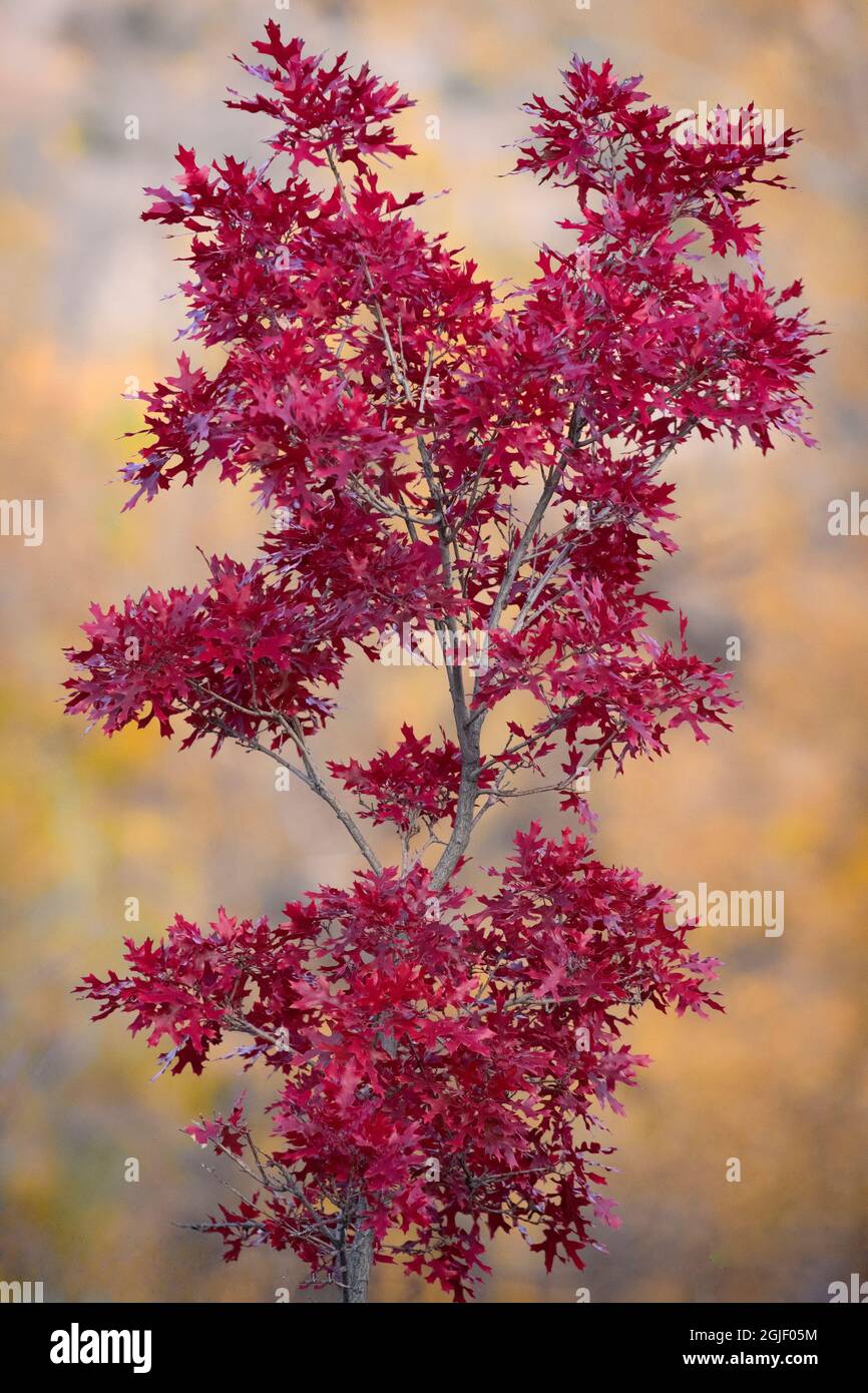 Ahorn in Herbstfarben in New Mexico, USA. Stockfoto