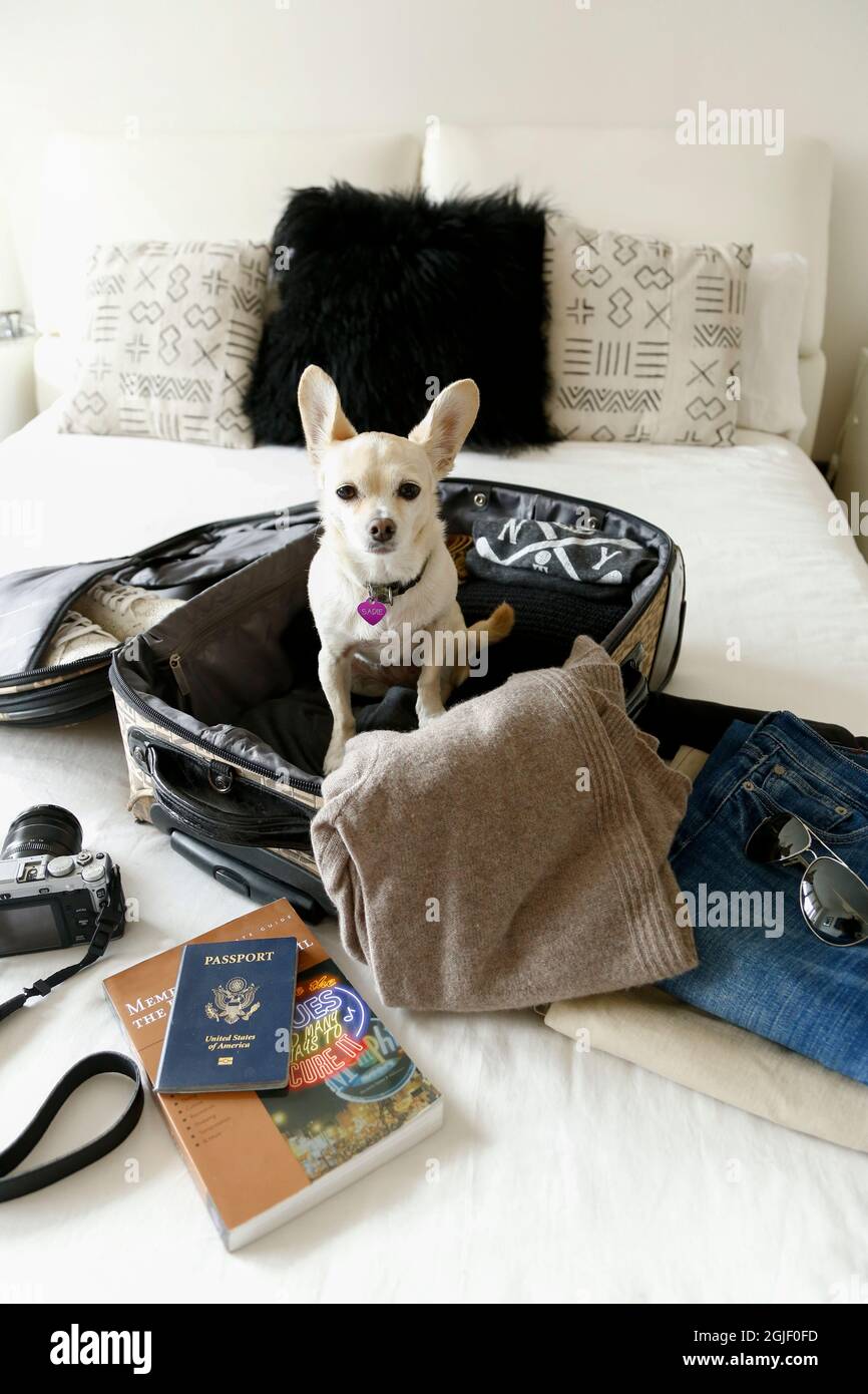 Chihuahua, der in den Urlaub gehen will. New York City, NY USA. (PR) Stockfoto