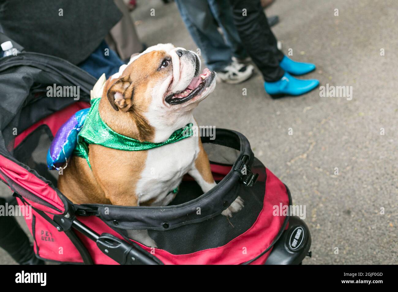 Halloween Hundeparade Im Tompkins Square Park. NYC, New York. Stockfoto