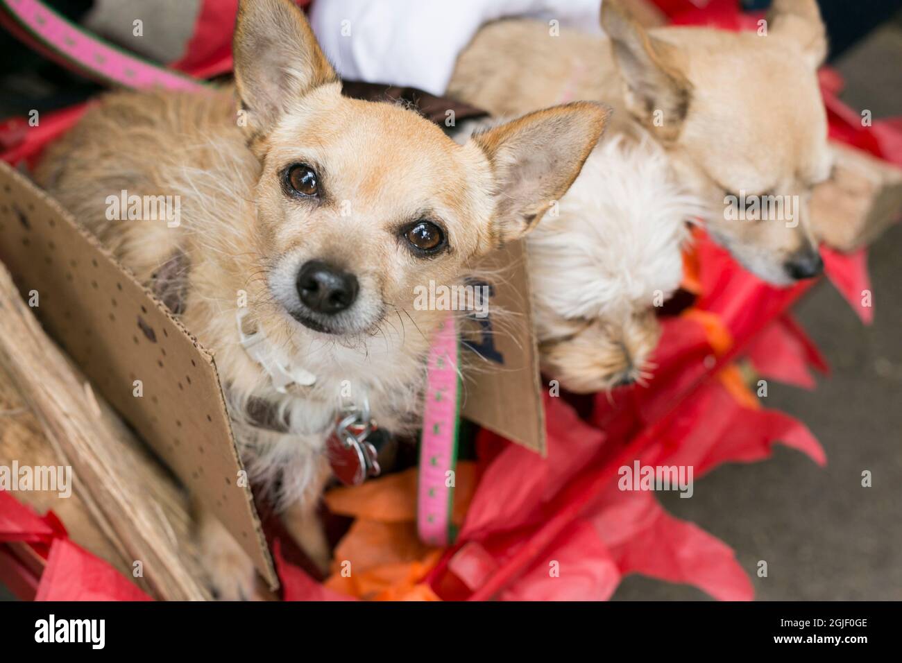 Halloween Hundeparade Im Tompkins Square Park. NYC, New York. Stockfoto