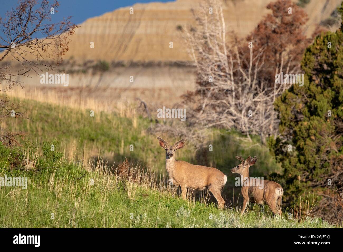 Maultier-Hirsche in Samtgeweihen im Theodore Roosevelt National Park, North Dakota, USA. Stockfoto