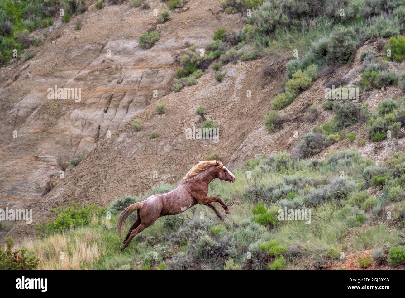 Hengst Wildpferd auf der Flucht im Theodore Roosevelt National Park, North Dakota, USA. Stockfoto