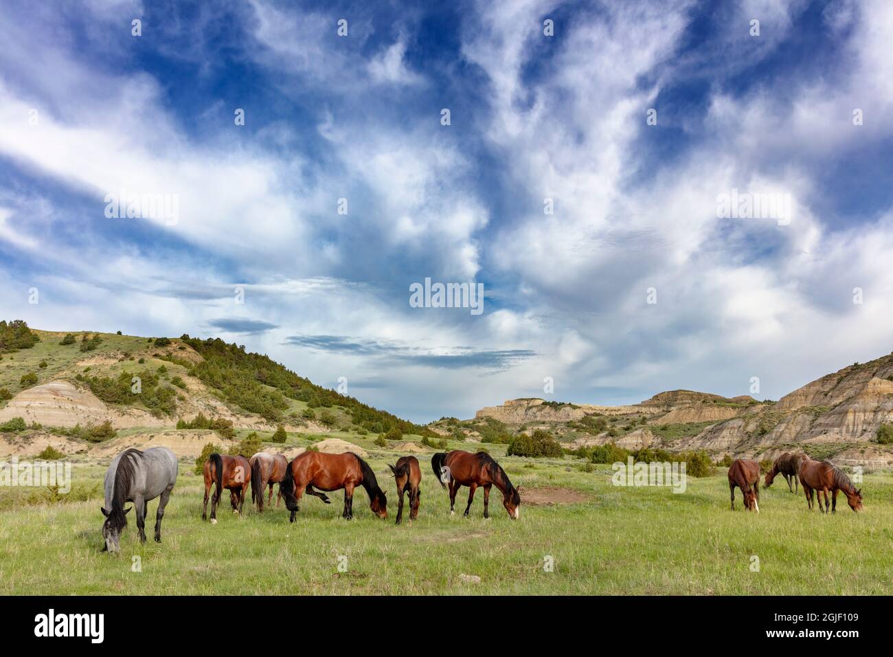 Wilde Pferde grasen unter Wolken im Theodore Roosevelt National Park, North Dakota, USA. Stockfoto