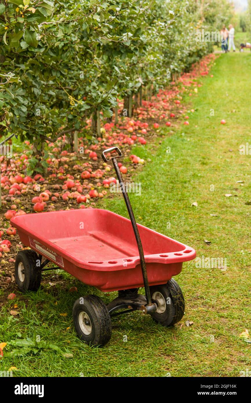 Hood River, Oregon, USA. Honigknusprige Äpfel auf dem Boden. Ein roter Wagen erwartet die Leute, die U-Pick tun, um ihre Äpfel auszuwählen und sie zurück zu holen, um w zu werden Stockfoto