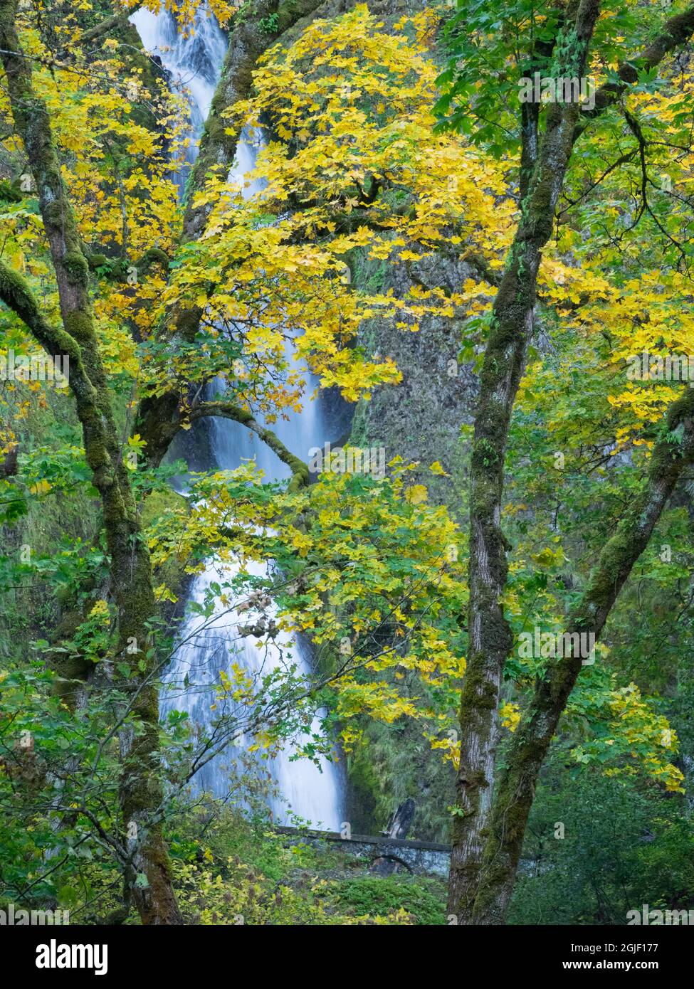 ODER, Columbia River Gorge National Scenic Area, Wahkeena Falls Stockfoto