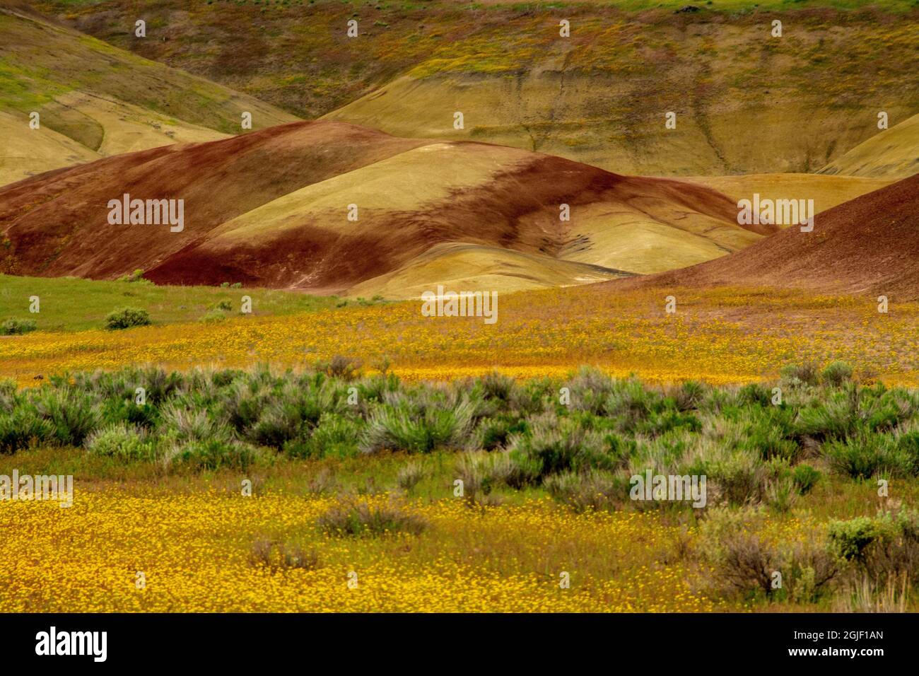Bemalte Hügel und goldene Bienenpflanzen. Stockfoto