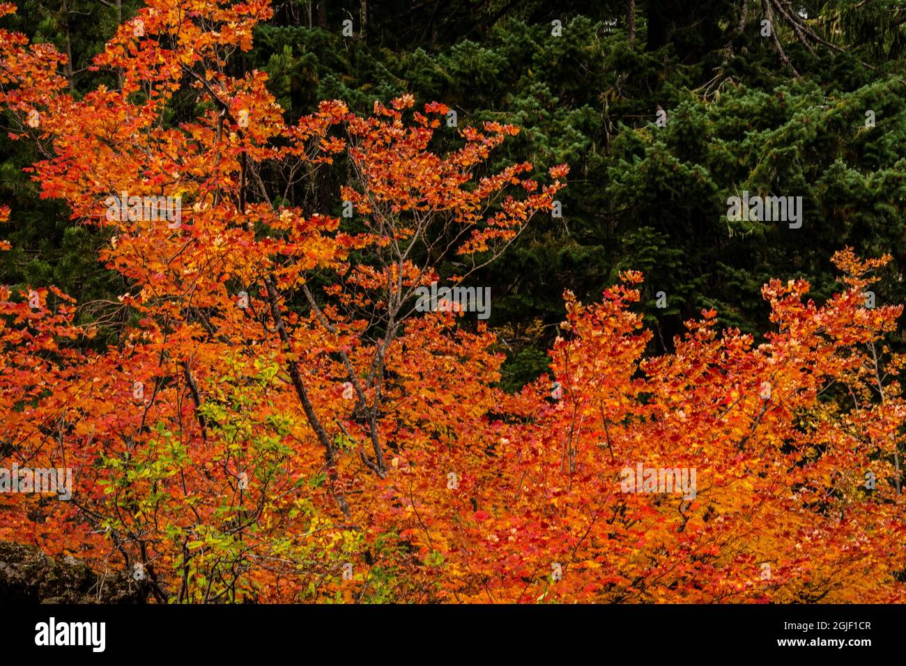 Herbst, Lava Island Falls Trail, Deschutes River, Deschutes National Forest, Oregon, USA Stockfoto
