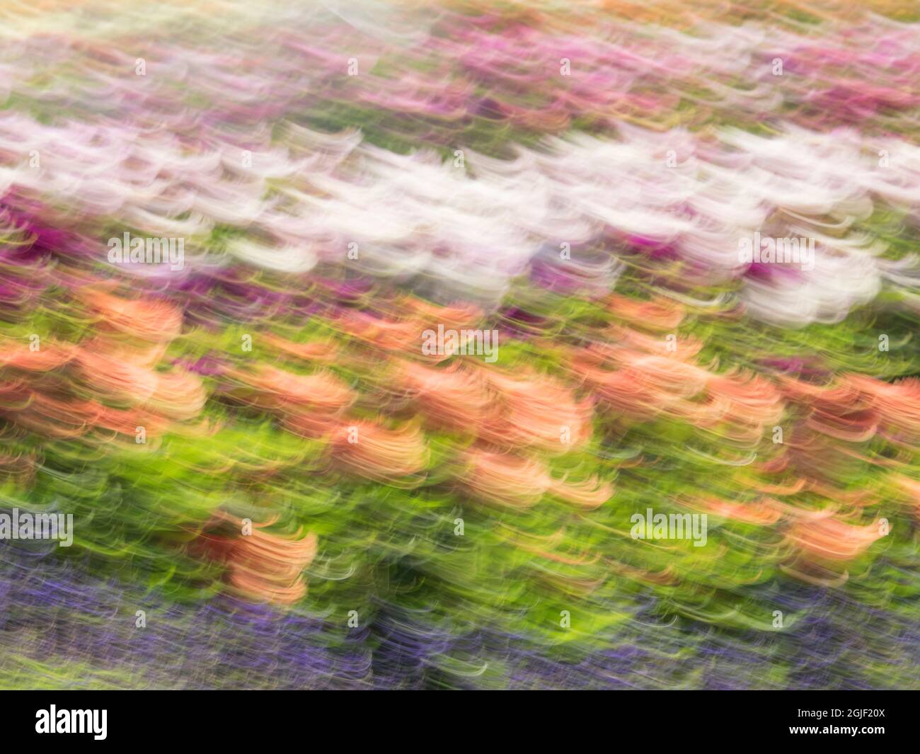 USA, Oregon, Canby, Swan Island Dahlia Farm mit Nahaufnahmen von blühenden Dahlien Stockfoto