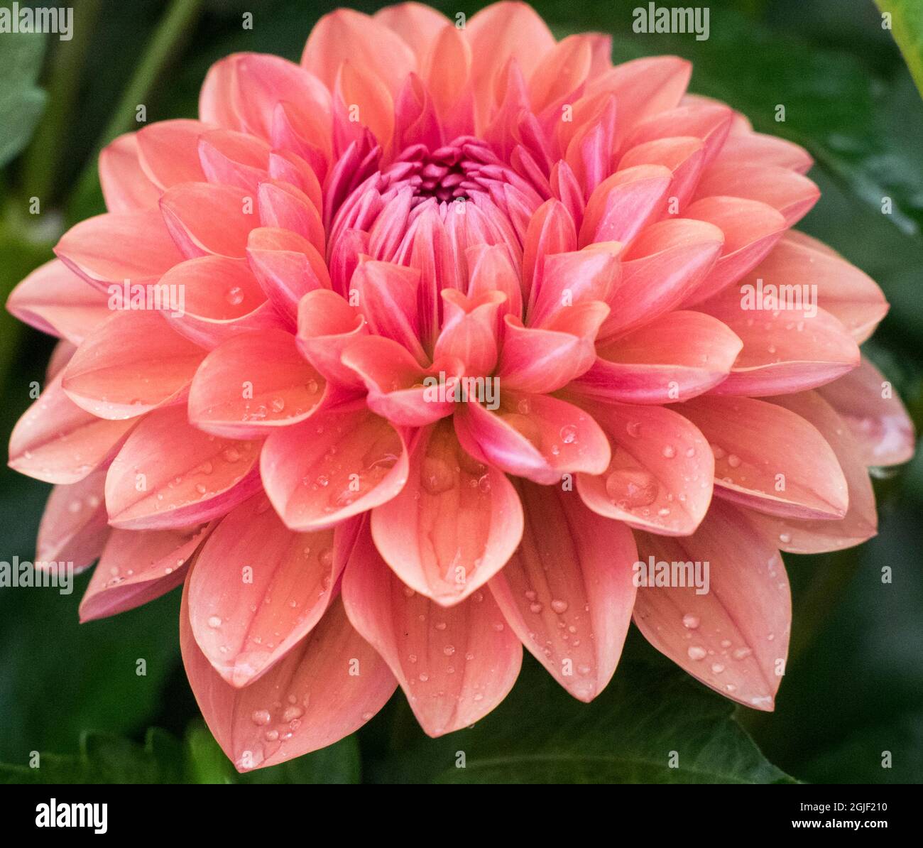 USA, Oregon, Canby, Swan Island Dahlia Farm mit Nahaufnahmen von blühenden Dahlien Stockfoto