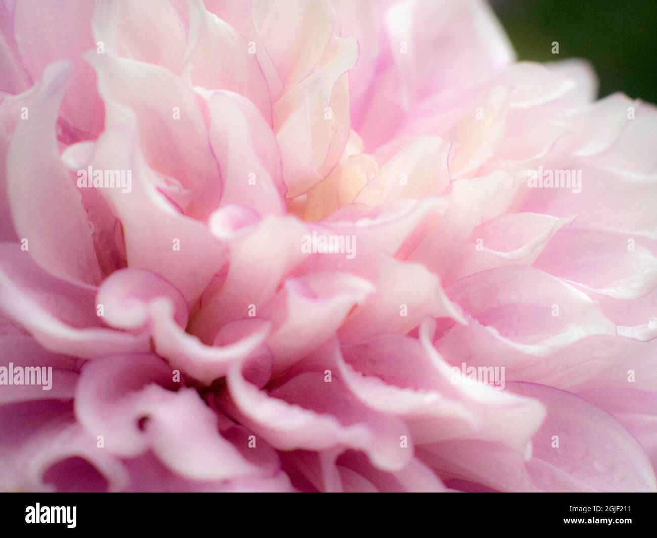 USA, Oregon, Canby, Swan Island Dahlia Farm mit Nahaufnahmen von blühenden Dahlien Stockfoto