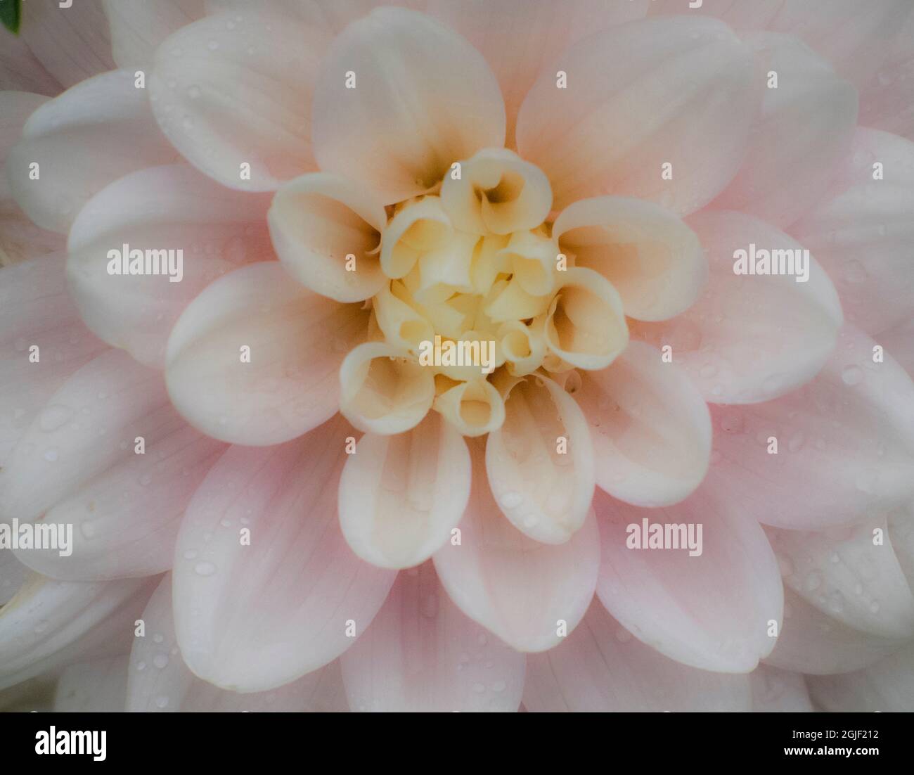 USA, Oregon, Canby, Swan Island Dahlia Farm mit Nahaufnahmen von blühenden Dahlien Stockfoto