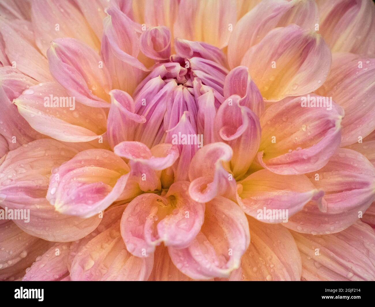 USA, Oregon, Canby, Swan Island Dahlia Farm mit Nahaufnahmen von blühenden Dahlien Stockfoto