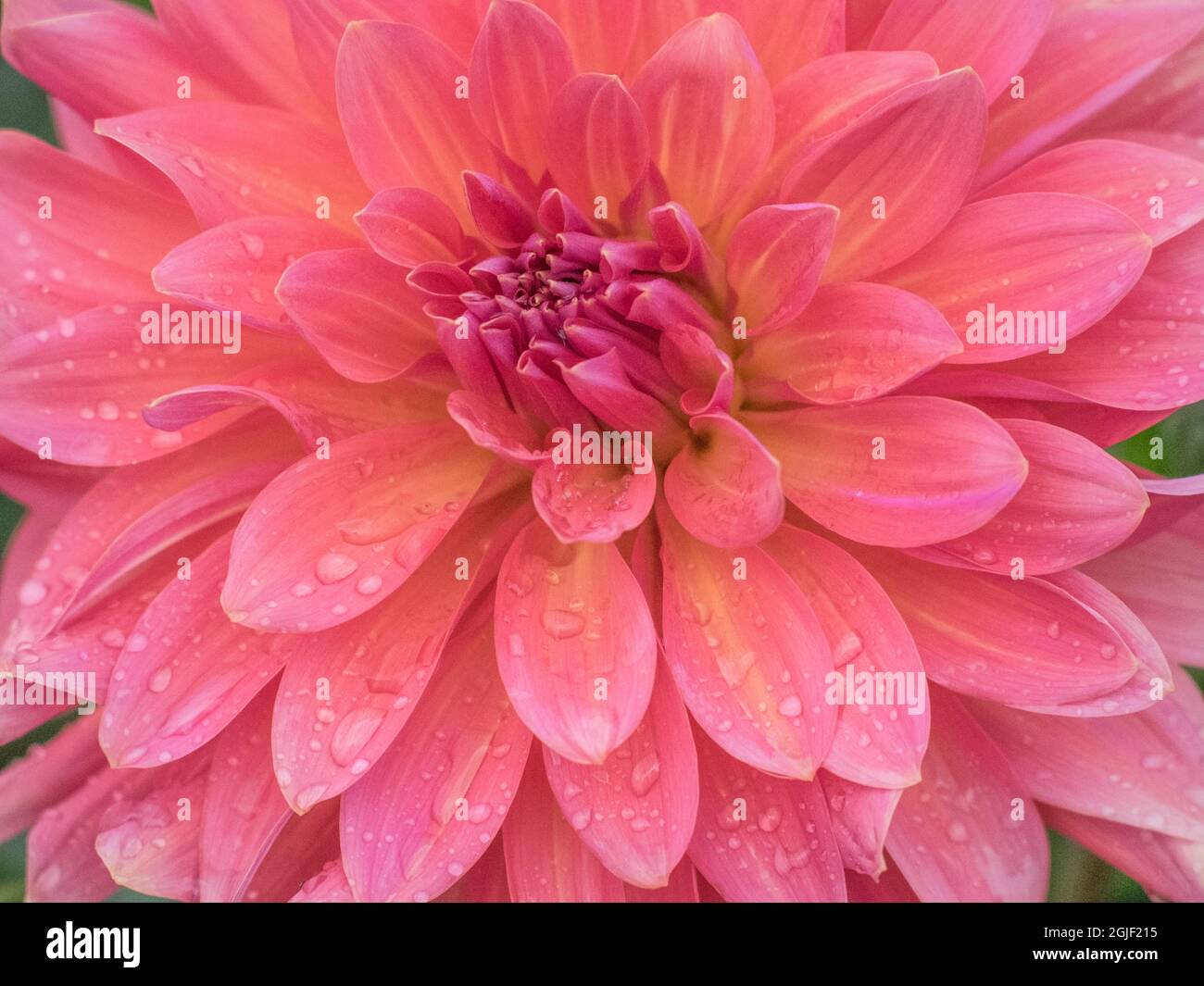USA, Oregon, Canby, Swan Island Dahlia Farm mit Nahaufnahmen von blühenden Dahlien Stockfoto