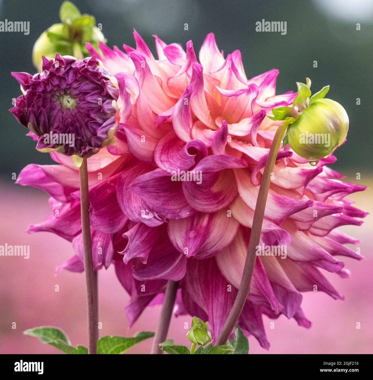 USA, Oregon, Canby, Swan Island Dahlia Farm mit Nahaufnahmen von blühenden Dahlien Stockfoto