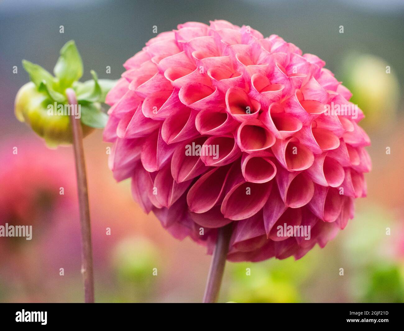 Die USA, Oregon, Canby Swan Island Dahlien und die einäugigen Dahlien blühen Stockfoto