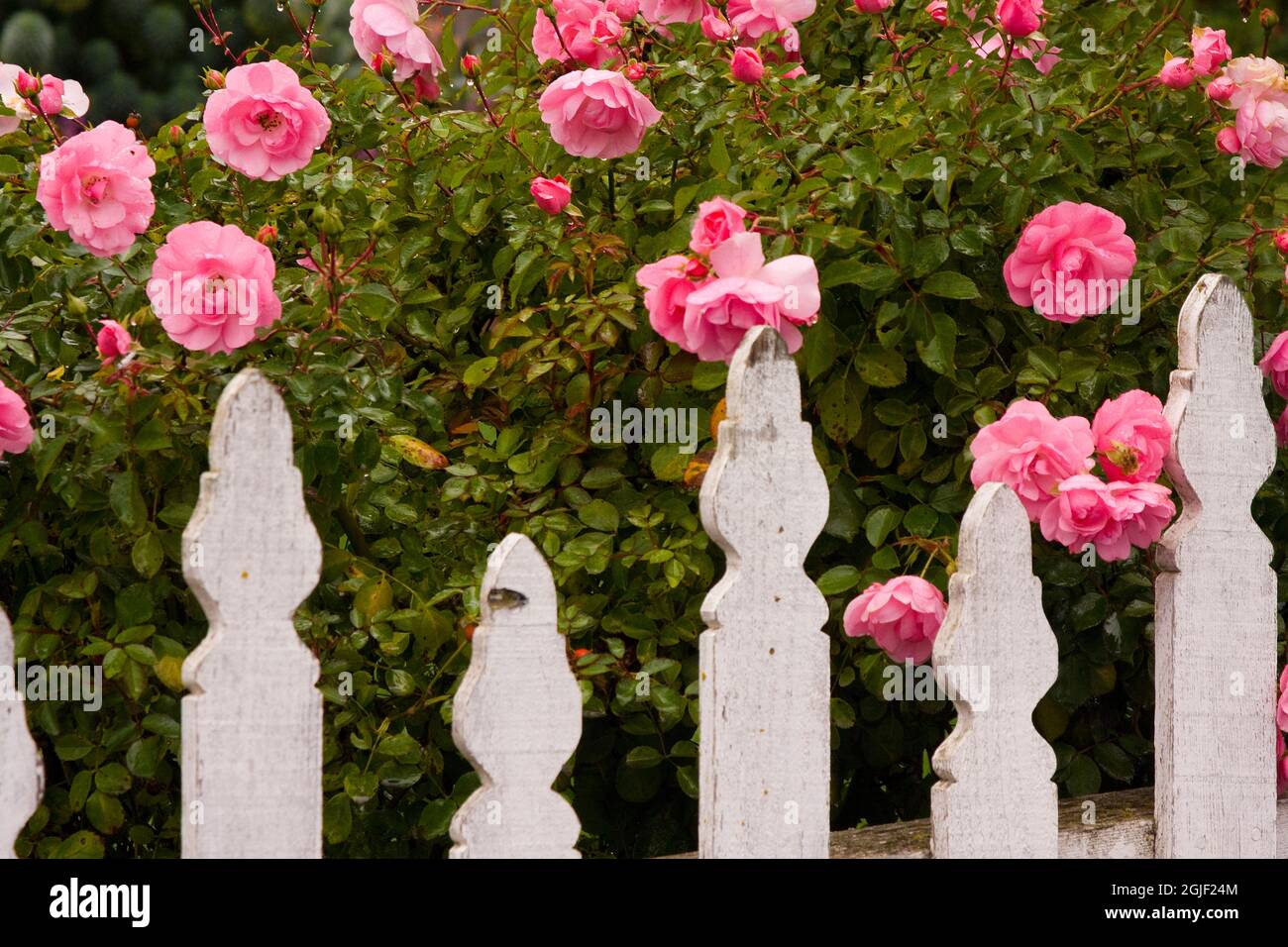 USA, Oregon, Cannon Beach mit Gärten und weißen Zäunen und rosa Rosen Stockfoto