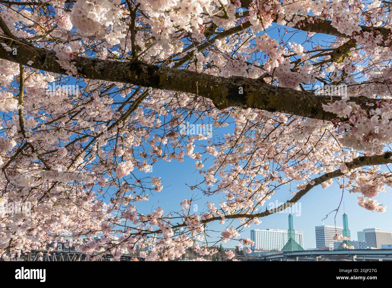 Portland, Oregon. Kirschbaum blüht im Tom McCall Waterfront Park in der Innenstadt. Stockfoto