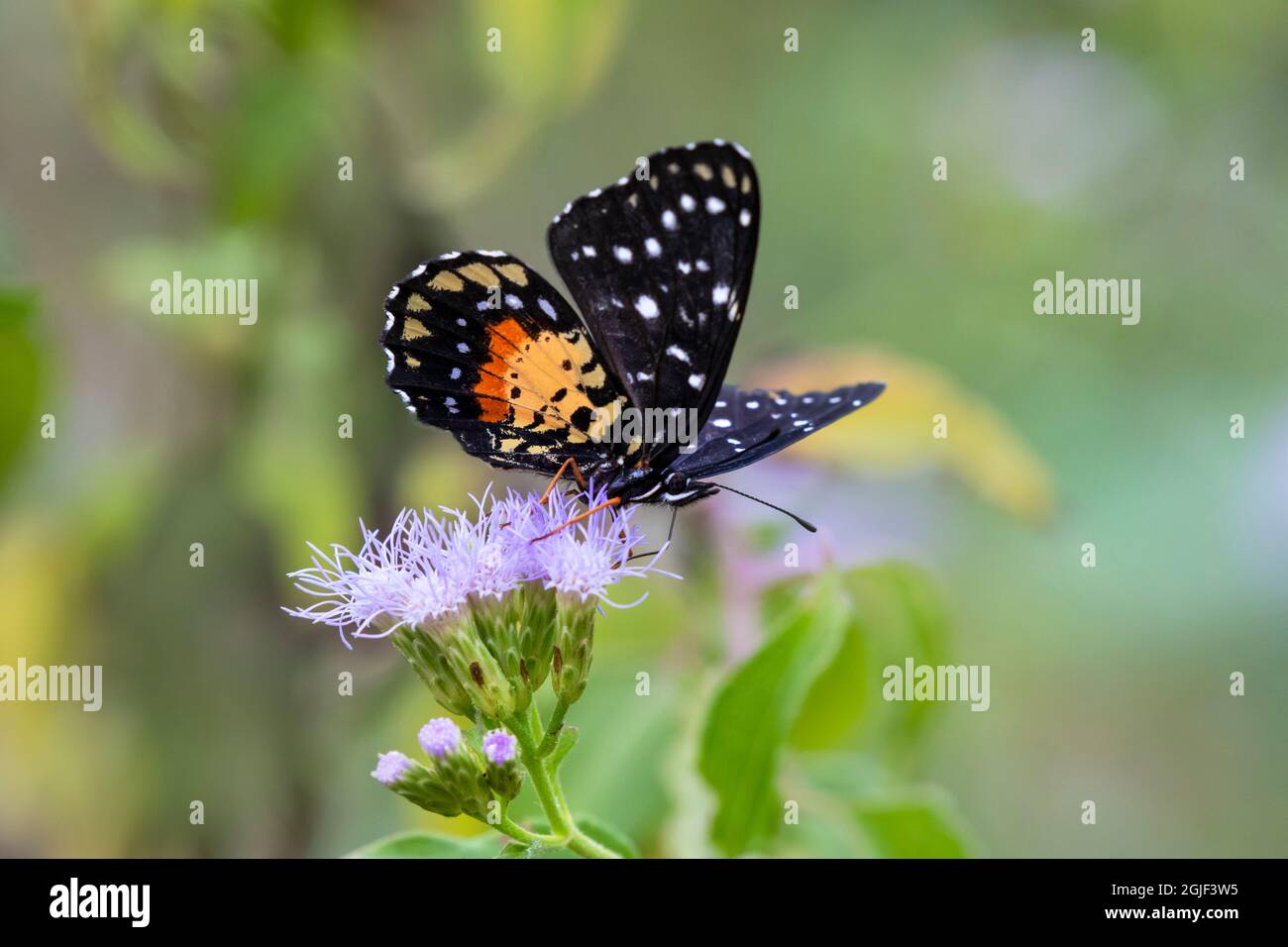 Speisung von Karmesinflecken. Stockfoto