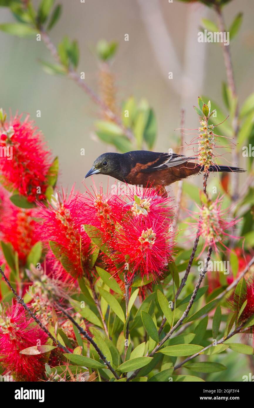 Orchard Oriole Fütterung. Stockfoto