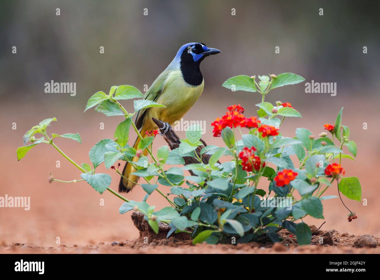 Grüner eichelhäher (Cyanocorax Yncas), der in Wildblumen thront. Stockfoto