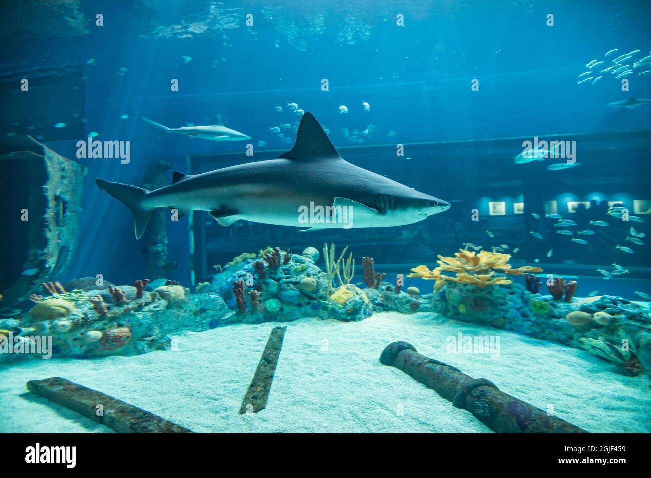 Sandbarenhai (Carcharhinus plumbeus) im Aquarium. Stockfoto