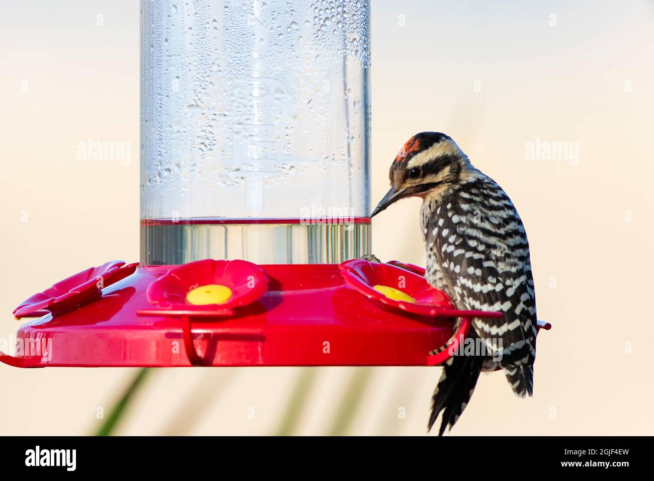 Specht mit Leiter (Picoides scalarus) auf Kolibri-Futterstation  Stockfotografie - Alamy