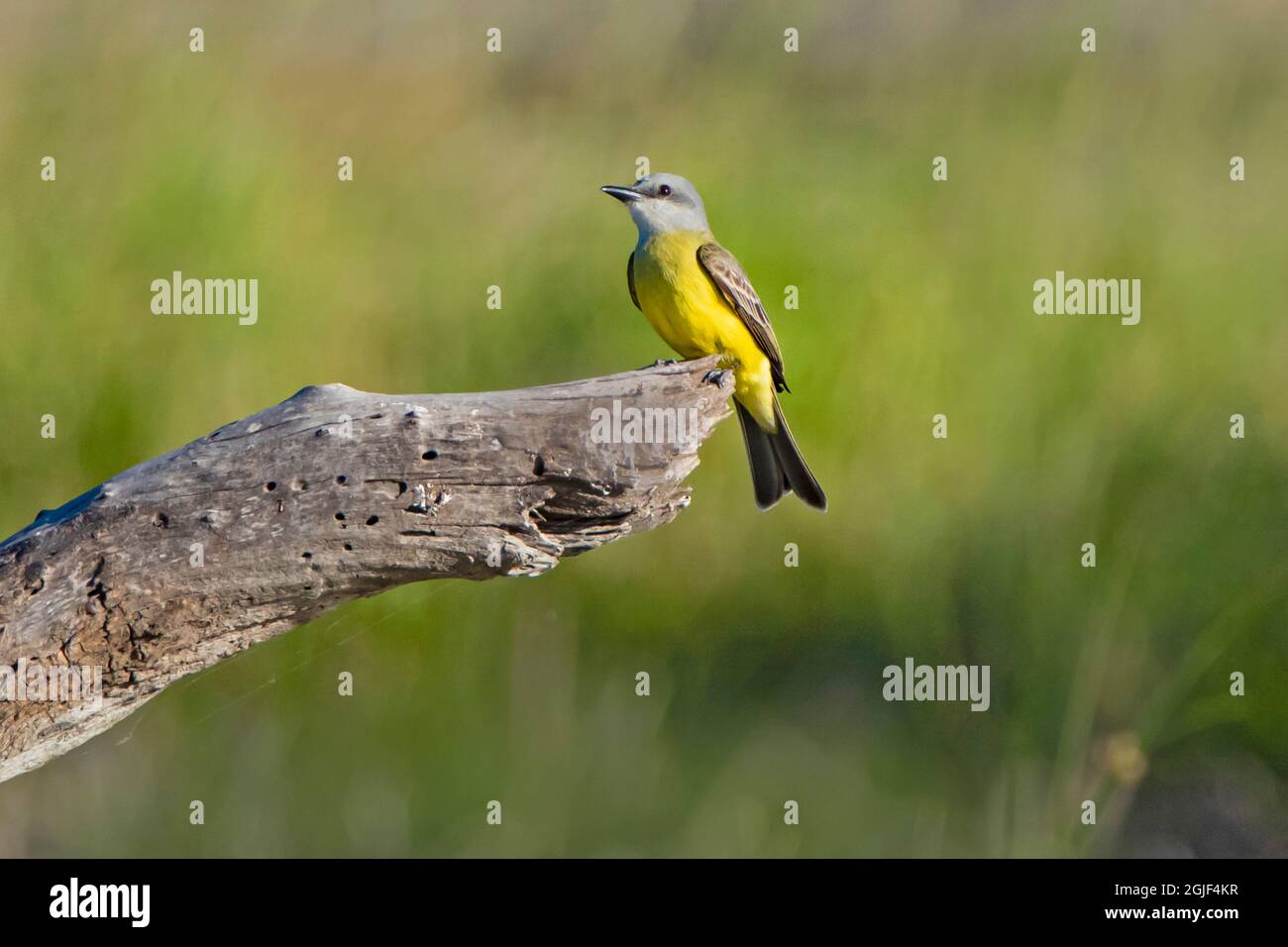 Tropischer Königsvögel (Tyrannus melanholicus) auf einem Baumglied Stockfoto