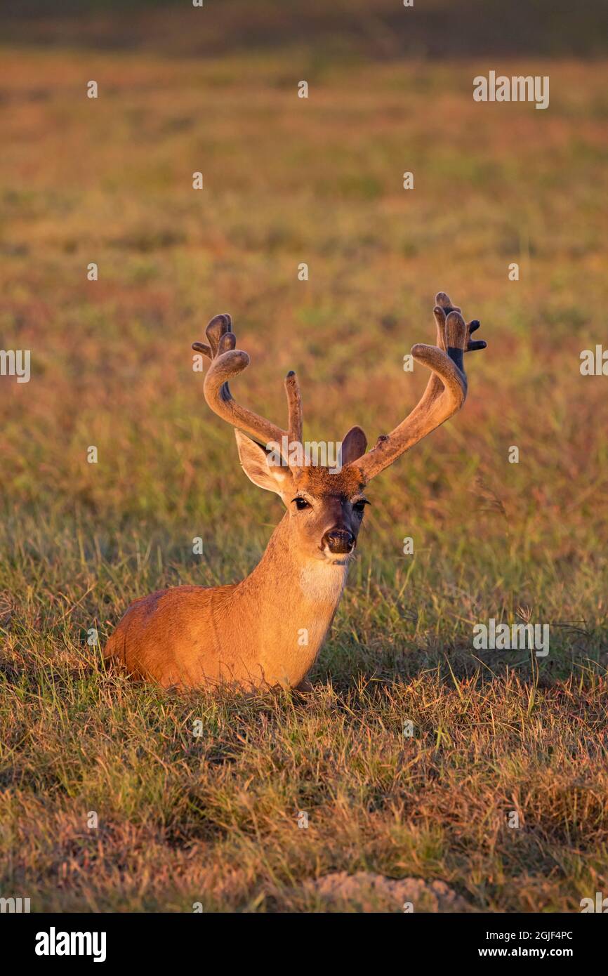Weißschwanzhirsch (Odocoileus virginianus), der auf der Wiese ruht Stockfoto