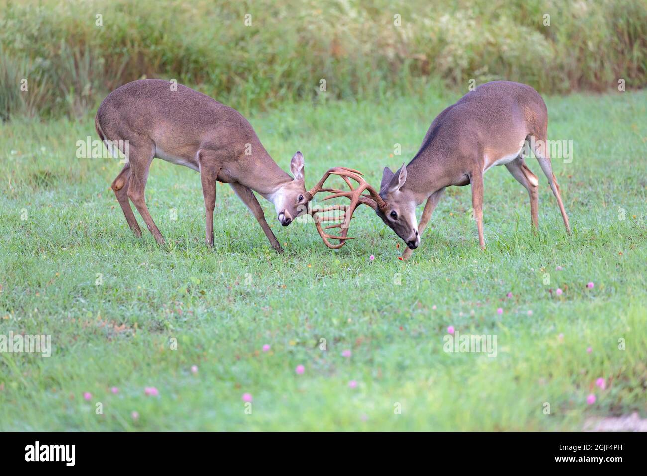 Weiß - angebundene Rotwild (Odocoileus Virginianus) Dollar kämpfen Stockfoto