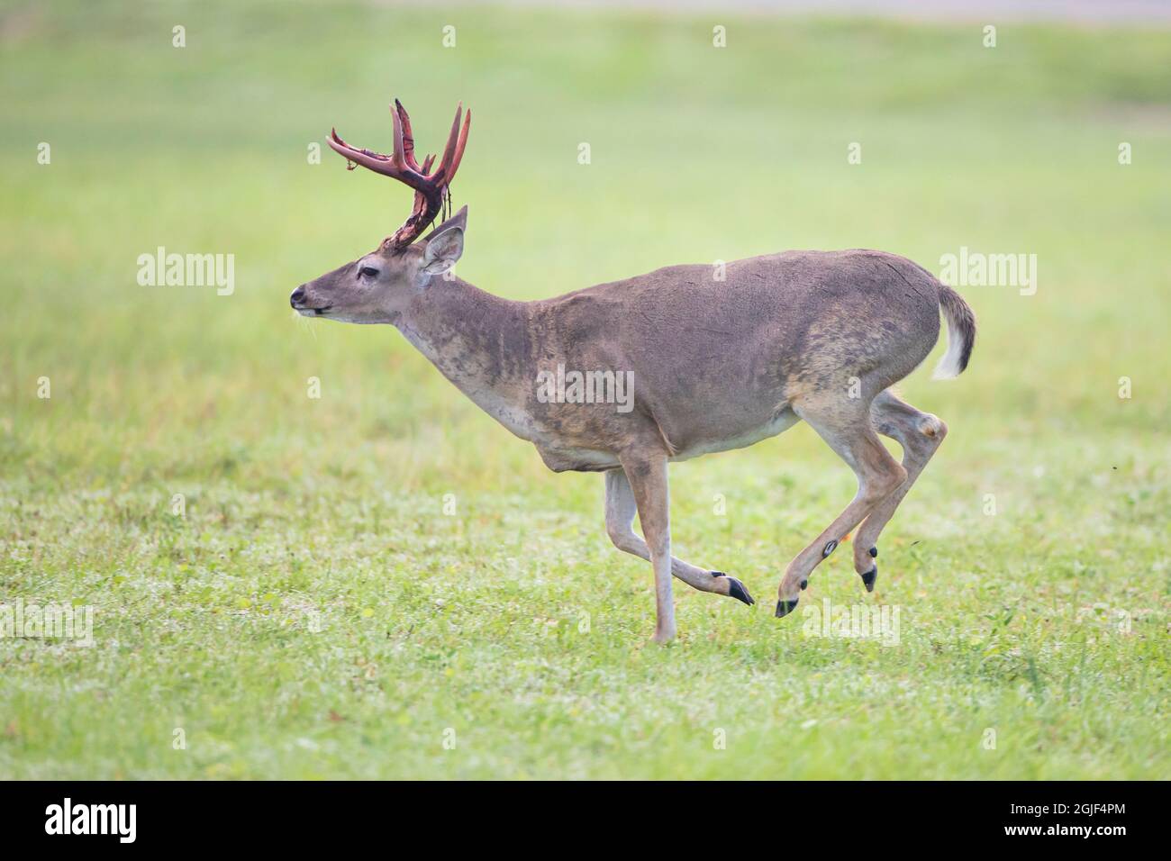 Rotschwanzhirsch (Odocoileus virginianus) läuft Stockfoto