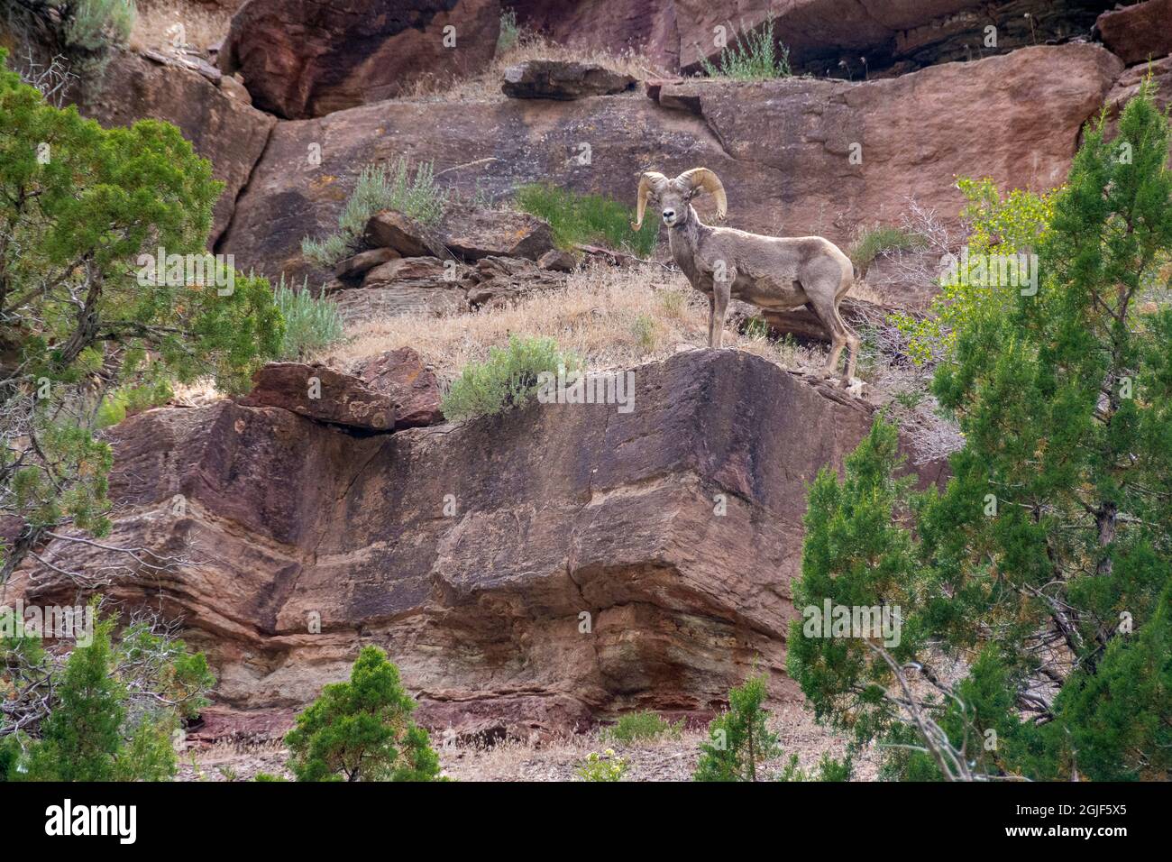 Big Horn RAM on Cliff, Dinosaur National Monument, Utah, USA. Stockfoto