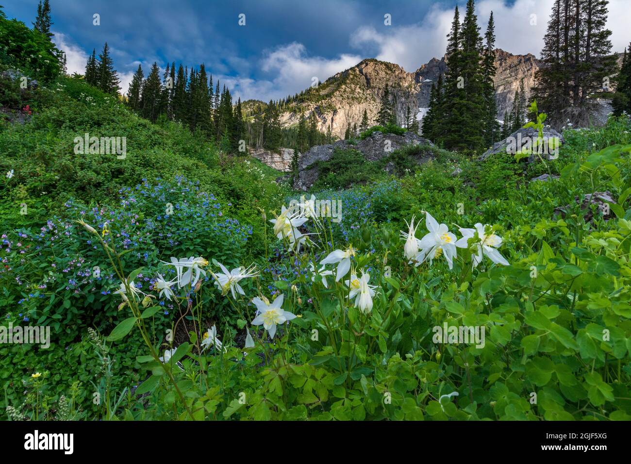 Columbine Wildblumen und Bluebells im Albion Basin, Alta Ski Resort, Wasatch Mountains in der Nähe von Park City und Salt Lake City, Utah, USA. Stockfoto