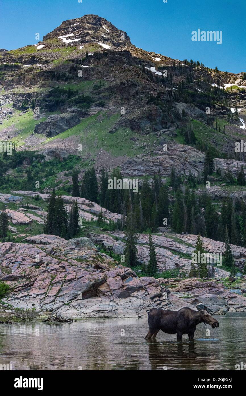 Wasatch Mountains in der Nähe von Lake Blanche und Salt Lake City, Utah, USA. Stockfoto