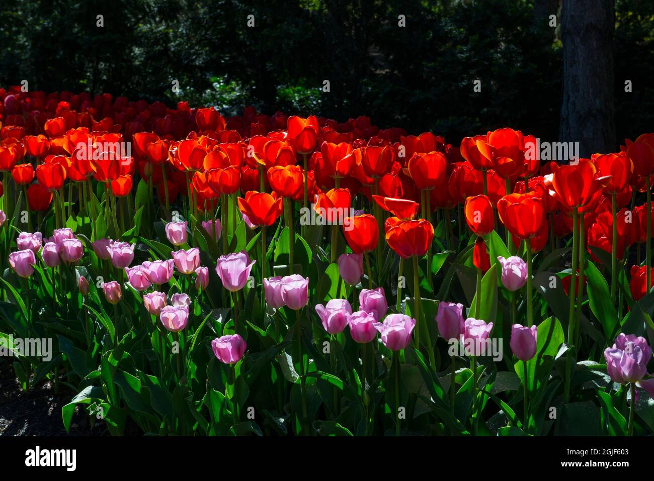 Tulpen in Ashton Gardens, Frühling an Thanksgiving Point, Utah, USA. Stockfoto