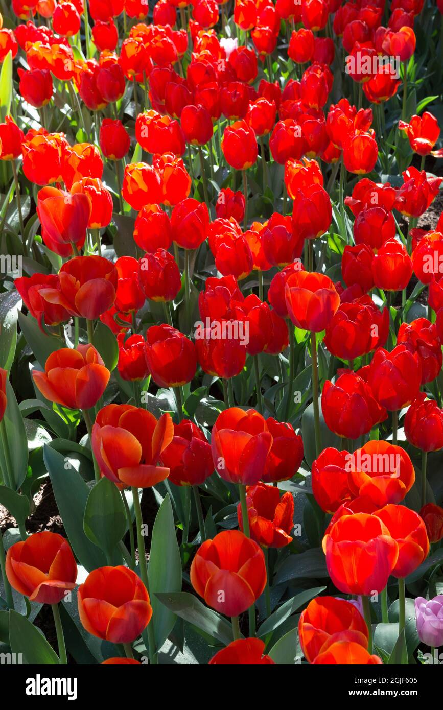 Tulpen in Ashton Gardens, Frühling an Thanksgiving Point, Utah, USA. Stockfoto